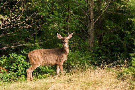 Small Blacktail deer looking at camera #AD , #ad, #Blacktail, #Small, #camera, #deer Blacktail Deer, Deer Stand, Small Camera, Deer, Stock Photos