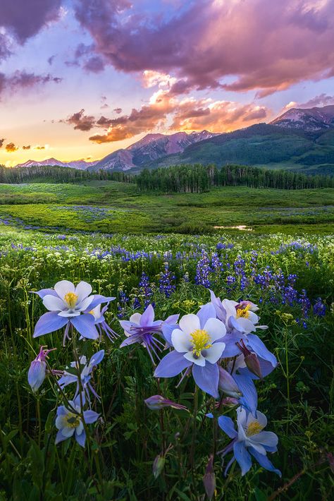 COLORADO WILDFLOWER LANDSCAPES - DANIEL FORSTER PHOTOGRAPHY Porch Mural, Summer In Colorado, Colorado Flowers, Colorado Road Trip, Colorado Wildflowers, Wildflowers Photography, Road Trip To Colorado, Columbine Flower, Crested Butte Colorado