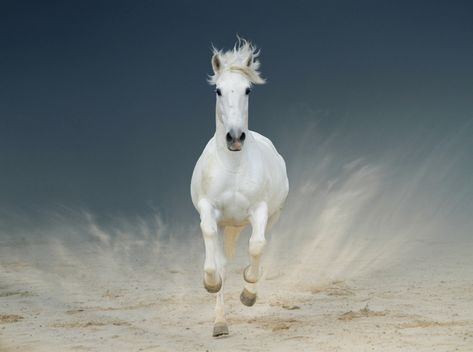 Reminds me of riding on the beach at South Padre Island ! A great memory for sure ! Horse Running, Grass Painting, Tshirt Photography, Horse Galloping, Endocannabinoid System, South Padre Island, All About Horses, Running Horses, White Horses