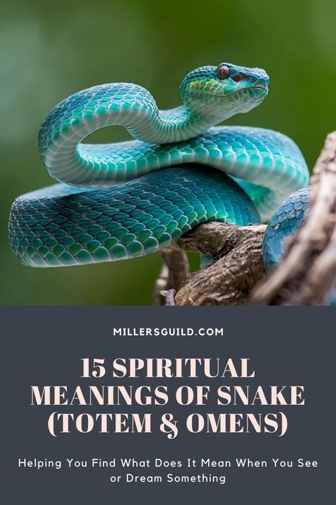 15 Spiritual Meanings of Snake (Totem & Omens) 2 Snake Meaning, Snake Symbolism, Snake Totem, Snake Spirit Animal, Spirit Animal Meaning, Animal Meanings, Eye Meaning, Types Of Snake, Animal Spirit Guide