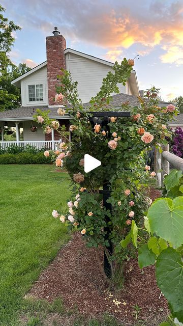 Skye Hamilton • Home & Garden • Hydrangea Queen on Instagram: "Four years ago, I thought I was planting @david_austin_roses Claire Austin Climbing rose. It turned out that it was mismarked and was coming up red. I called my nursery and asked what they could do. They told they  would absolutely replace it with something else, but they were all out of Claire Austin. The head of the rose department told me that they still had a DA Crown Princess Margareta, and that it was her favorite climbing rose. It quickly became my favorite as well! I’m not generally a peachy orange fan, but this rose completely changed my perspective. I think it is absolutely gorgeous. I love the color, I love the smel, the massive bloom clusters. I just love everything about it.. Sometimes, I think those little hiccups Claire Austin Rose, Crown Princess Margareta, Garden Hydrangea, Landscape Inspiration, Climbing Rose, Hydrangea Garden, Peachy Orange, David Austin Roses, David Austin