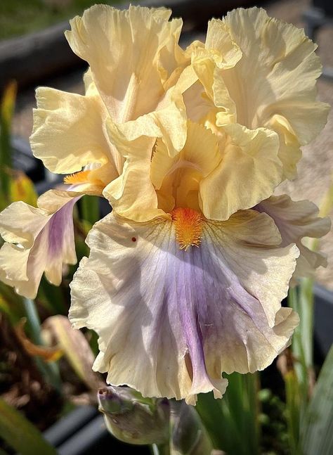 Photo of the bloom of Tall Bearded Iris (Iris 'Chinook Arch') Vegetable Planting Calendar, Planting Calendar, Tall Bearded Iris, Garden Calendar, Edible Landscaping, Bearded Iris, Plant Combinations, Plant List, Food Garden