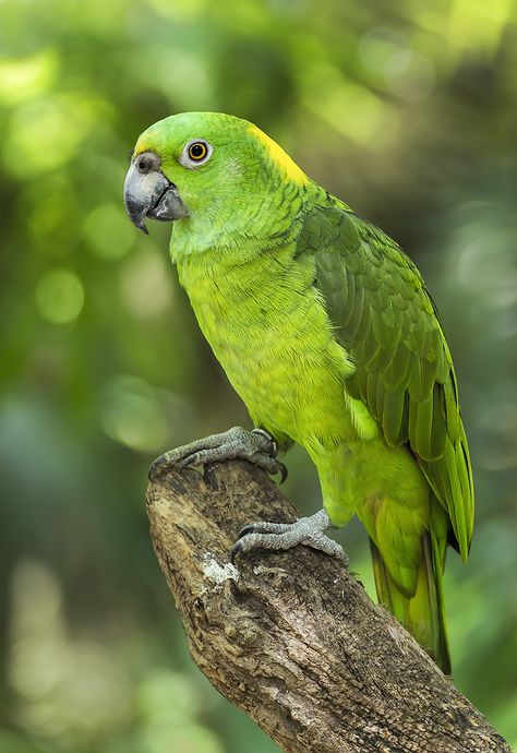 Green Parrot by Andy Butler on 500px Amazon Parrots, Beautiful Parrots, Parrot Care, Parrot Feather, Green Parrot, Amazon Parrot, Green Feather, Boho Earring, Macaw Parrot