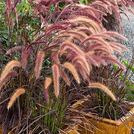 These Stunning Container Plants Can Take the Heat! Drought Tolerant Grass, Monrovia Plants, Perennial Grasses, Fountain Grass, Purple Plants, Grasses Garden, Herbaceous Perennials, Drought Tolerant Plants, Ornamental Grasses