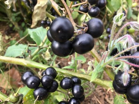 Harvesting Garden Huckleberry Garden Huckleberry, Dracaena Massangeana, Asparagus Garden, Aronia Melanocarpa, Aronia Berries, Dracaena Marginata, Albizia Julibrissin, Purple Fruit, Ben Nevis