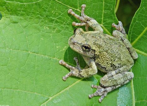 Hyla versicolor - Grey Treefrog --these would sing from our backyard in Georgia Grey Tree Frog, Gray Tree Frog, Tree Frog Tattoos, Frog Species, Small Frog, Gray Tree, Animal Behaviorist, Frog Tattoos, Tree Frog