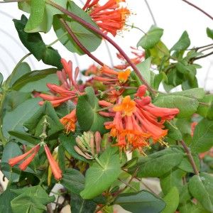 Climbing Honeysuckle Plant Vines : Zone 4 Honeysuckle Plant, Honeysuckle Vine, Pergola Pictures, Growing Vines, Making Plant Pots, Cascading Flowers, Garden Vines, Climbing Vines, How To Attract Birds