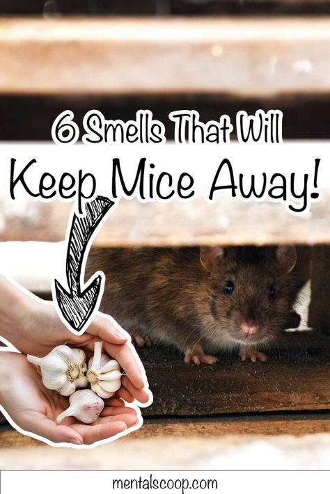 6 Smells That Will Keep Mice Away! - Mental Scoop Rodent Repellent Plants, Diy Mice Repellent, Mouse Poison, Repellent Diy, How To Deter Mice, Rat Repellent, Getting Rid Of Rats, Bunny Quotes, Rodent Repellent