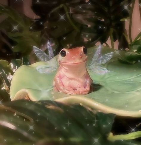 Fairycore Pfp, Fairy Frog, Aesthetic Frog, Profile Pictures