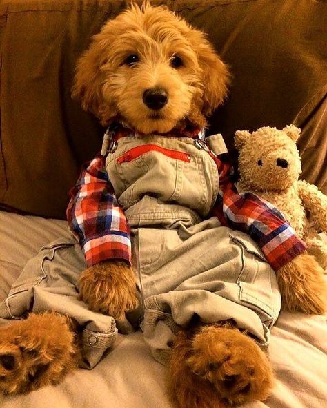 Golden Doodle puppy Puppies With Clothes On, Golden Doodle Picture Ideas, Golden Doodle Outfits, Vsco Dog, Golden Doodle Puppy, Doodle Puppy, Goldendoodle Puppy, Daily Exercise