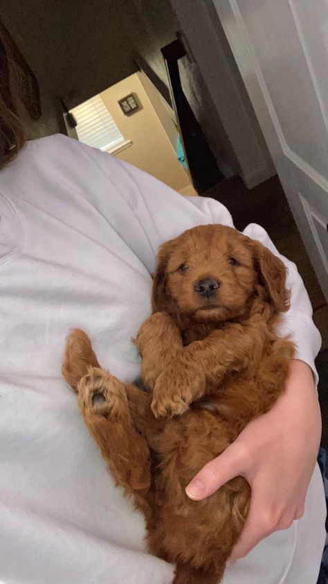 Red Goldendoodle Puppy, Toy Golden Doodle Puppy, Miniature Golden Doodle Puppy, Red Golden Doodle, Golden Doodle Puppies, Golden Doodle Puppy, Mini Golden Doodle, Red Goldendoodle, Goldendoodle Miniature