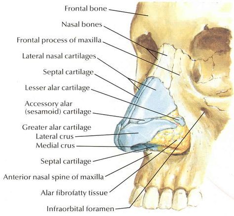 Netter 031a Nose bones Nose Studies, Nose Diagram, Nose Anatomy, Bone Anatomy, Anatomy Studies, Nasal Septum, Skull Anatomy, Gross Anatomy, Facial Anatomy