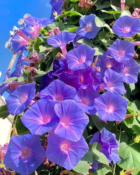 Evergreen Climbing Plants, Morning Glory Flowers, Climbing Flowers, Garden Vines, Purple Garden, Beautiful Flowers Photos, 5 Elements, Balloon Flowers, Hanging Flowers