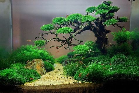 Moss "bonsai" style Tanaman Air, Aquarium Garden, Amazing Aquariums, Aquascape Design, Aquarium Terrarium, Nano Aquarium, Fresh Water Fish Tank, Live Aquarium Plants, Aquarium Landscape