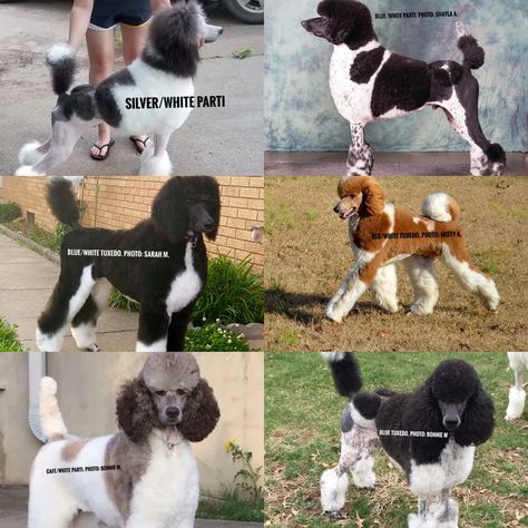 Parti Standard Poodles, Standard Poodle Parti, Standard Poodle Colors, Parti Poodle Standard, Standard Poodle Haircut Styles Winter, Tuxedo Poodle, Brindle Poodle, Poodle Styles, Chocolate Tuxedo