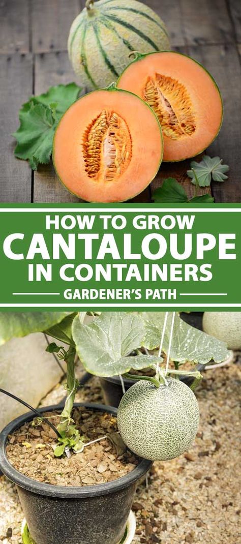 Planting Cantaloupe, How To Grow Cantaloupe, Grow Cantaloupe, Container Gardening Fruit, Growing Melons, Growing Vegetables In Pots, Bucket Gardening, Backyard Vegetable Gardens, Veg Garden