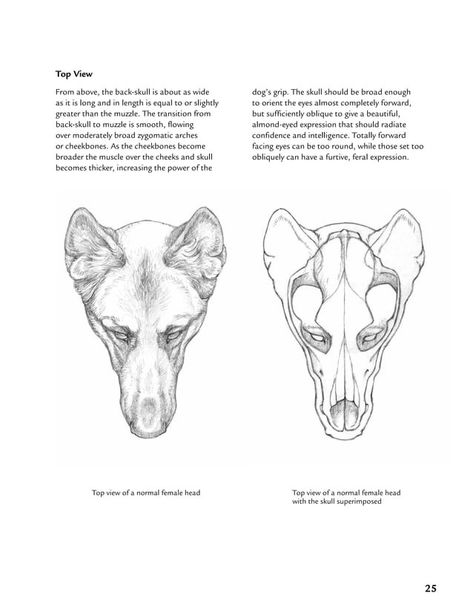 Dog Face Anatomy, Dog Top View, Anatomy Of A Dog, Canine Head Anatomy, Canine Skull Reference, Skull Top View, Face Muscles Anatomy, Dog Skeletal Anatomy, Canine Anatomy