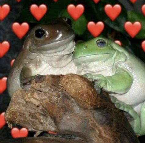 cottagecore frogcore cute animals memes wholesome aesthetic Wholesome Aesthetic, Frogs In Love, Animals Memes, Frogs, In Love, Cute Animals, Memes, Animals