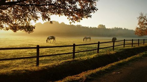 AUTHOR: FotoRieth CONTACT: https://pixabay.com/users/fotorieth-837884/ #Pixabay #Freestock #Stock #grazing #mammals #pasture #sunrise #dawn #horses #animals #artoftheday #photooftheday #photography #instaoftheday Praise And Worship Music, Horse Fencing, Horse Posters, Equestrian Lifestyle, Horse Health, Lovely Print, Free Photos, Free Images, Equestrian