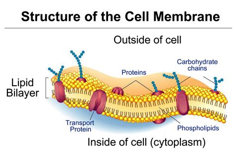 TJ. Schematic diagram of typical membrane proteins in a biological membrane. The phospholipid bilayer, the basic structure of all cellular membranes, consists of two leaflets of phospholipid molecules whose fatty acyl tails form the hydrophobic interior (more...) Cell Membrane Structure, Membran Sel, What Is Cell, Cell Theory, Prokaryotic Cell, Cells Project, Cell Organelles, Eukaryotic Cell, Membrane Structure