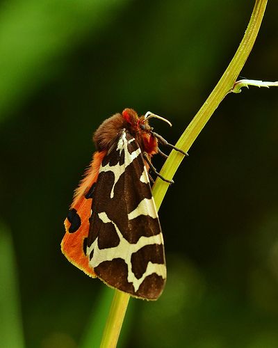 Garden Tiger Moth Garden Tiger Moth, Amazing Insects, Tiger Moth, Moth Wings, Cowboy Girl, Moon Flower, Pic Ideas, Beautiful Butterflies, In The Garden