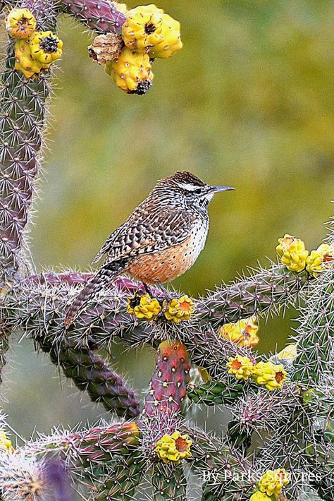 Cactus wren standing on Cholla cactus fruit here on the Sonoran desert. Saddlebrooke, Arizona, USA. Photo shared by Parks Squyres. Arizona Birds, Warrior Cats Clans, Cactus Fruit, Cactus Wren, Cholla Cactus, Desert Flowers, Watercolor Cactus, Sonoran Desert, Arizona Usa