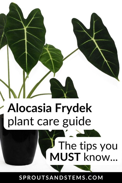 Discover the keys to Alocasia Frydek plant care. This guide provides all the information you need for a healthy plant! Alocasia Care, Alocasia Polly Plant Care, Alocasia Plant Care, Frydek Alocasia, Alocasia Frydek, Plant Eater, Alocasia Plant, Growing Plants Indoors, Tree Care