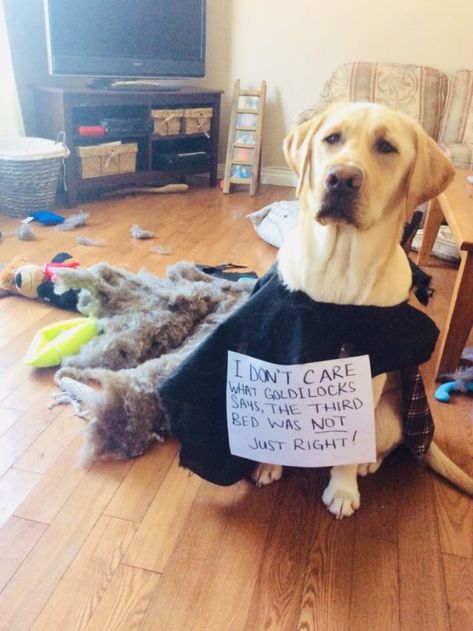 Dog Shaming Photos, Baby Labrador, Dog Shaming Funny, Animal Shaming, Yellow Labrador Retriever, Dog Shaming, Black Labrador Retriever, Popular Dog Breeds, Most Popular Dog Breeds