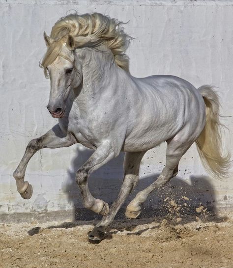 Lusitano Stallion, Horse Anatomy, Horse Inspiration, Andalusian Horse, Animal Study, Most Beautiful Horses, Horse Drawings, Horse Sculpture, Equine Art