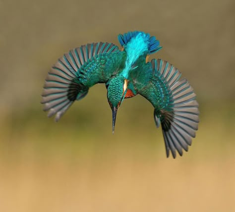 After 6 Years And 720,000 Attempts, Photographer Finally Takes Perfect Shot Of Kingfisher | Bored Panda Kingfisher Tattoo, Common Kingfisher, Tattoo Nature, Kingfisher Bird, Bird Flying, Bird Pictures, Exotic Birds, Pretty Birds, Colorful Birds