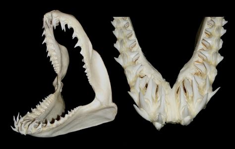 https://flic.kr/p/kwLgGe | Mâchoires de Requin Mako / Mako Shark Jaws (Isurus oxyrinchus) | Mâchoires de Requin Mako / Mako Shark Jaws (Isurus oxyrinchus) Jaws and close-up of teeth showing the different rows emerging from the jaw. en.wikipedia.org/wiki/Shortfin_mako_shark Classe : Chondrichthyes Ordre : Lamniformes Famille : Lamnidae Genre : Isurus Shark Skull, Shortfin Mako Shark, Human Body Shape, Shark Jaw, Anatomy Bones, Shark Mouth, Teeth Art, Shark Jaws, Fish Skeleton