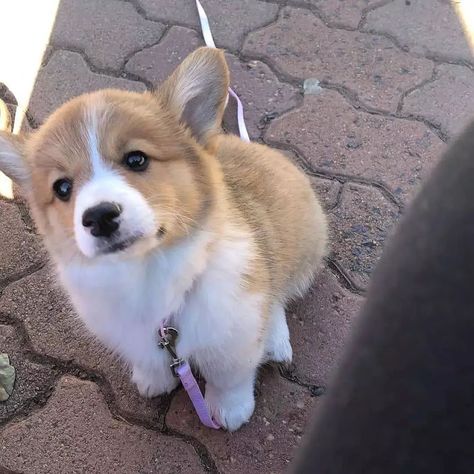 Puppy Corgi, Corgi Side View, Corgi Sploot, Baby Corgi, Corgi Full Grown, Corgi Laying Down, Lovers Photos, Corgi Puppies, Corgi Owner