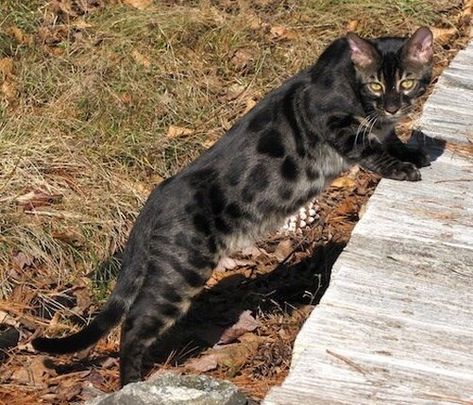 Giving Some Love To Charcoal Bengal Cats (Pics) Black Bengal Cat, Gato Bengali, Bengal Kittens, Bengal Kitten, Bengal Cats, Cat Stock, Exotic Cats, Savannah Cat, Gorgeous Cats