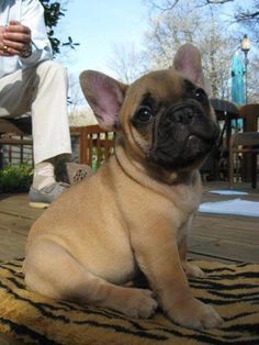 Blue French Bulldog, Blue French Bulldog Puppies, Every Dog Breed, French Dogs, French Bulldog Funny, Bulldog Puppies For Sale, Frenchie Puppy, English Bulldog Puppy, Blue French