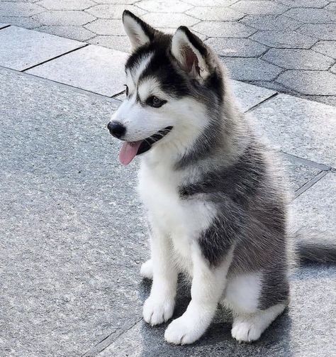 Baby Husky, Miniature Husky, Baby Huskies, Cute Husky Puppies, Dog Husky, Train A Dog, Husky Puppies, Cute Dogs Images, Cute Husky