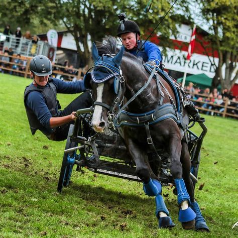 Carriage Driving Attire, Horse Driving, Driving Horses, Carriage Driving, Eventing Horses, Draft Horse, Horse Race, Pony Horse, Dressage Horses