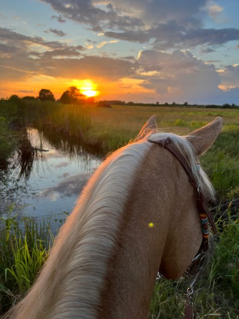 Cavalo Palomino, Horse Sunset, Horse Background, Trail Horse, Haflinger Horse, Foto Cowgirl, Country Photography, Cute Horse Pictures, Horse Profile