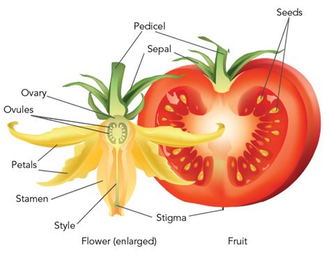 Flower Life Cycle, Tanaman Tomat, Biology Plants, Tomato Fruit, Plant Physiology, Life Circle, Flower Structure, Indoor Flowering Plants, Biology Facts