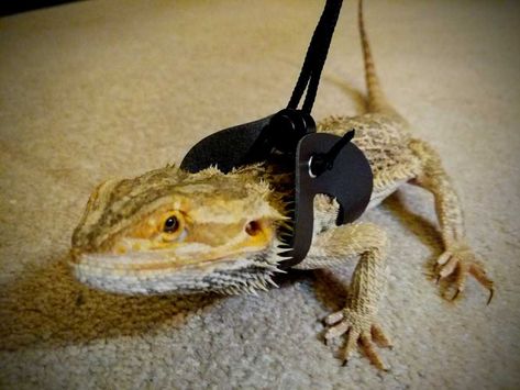 Reptile Enrichment, Bearded Dragon Costumes, Bearded Dragon Leash, Bearded Dragon Harness, Bearded Dragon Diy, Leash Training, Bearded Dragon, Go Outside, A Walk