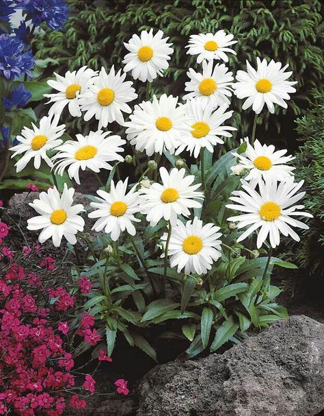 Buy Seeds, Classic Garden, Bee On Flower, Outdoor Ideas, Front Garden, Chrysanthemum, Garden Inspiration, Perennials, Garden Ideas