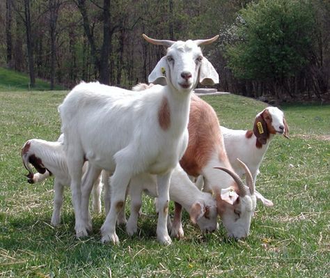 You called?... Goat Picture, Keeping Goats, Goat Care, Boer Goats, Raising Goats, Dairy Goats, Goat Farming, Coban, Baby Goats