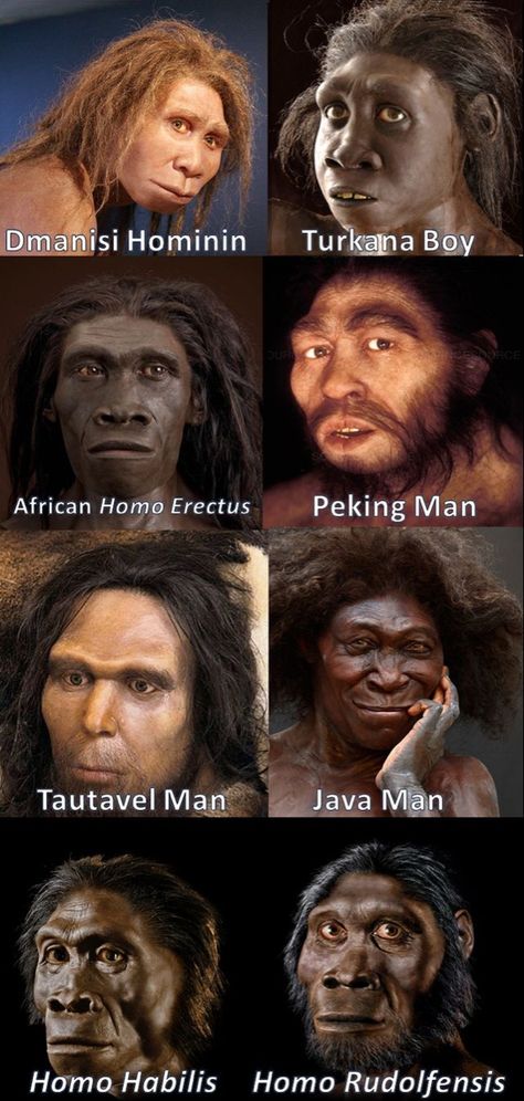 Human Evolution Tree, Early Humans History, Homo Erectus, Prehistoric Man, Early Humans, Human Evolution, Prehistoric Art, Human Species, Prehistoric Creatures