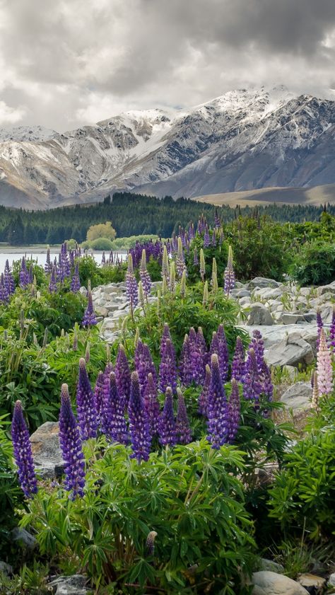 Download Wallpaper 640x1136 New zealand, Mountains, Flowers, Lake iPhone 5S, 5C, 5 HD Background Iphone Pro Wallpaper, New Zealand Mountains, Adventure Core, Lake Wallpaper, Mountains Flowers, Pro Wallpaper, Valley Of Flowers, Best Home Design, New Zealand Landscape