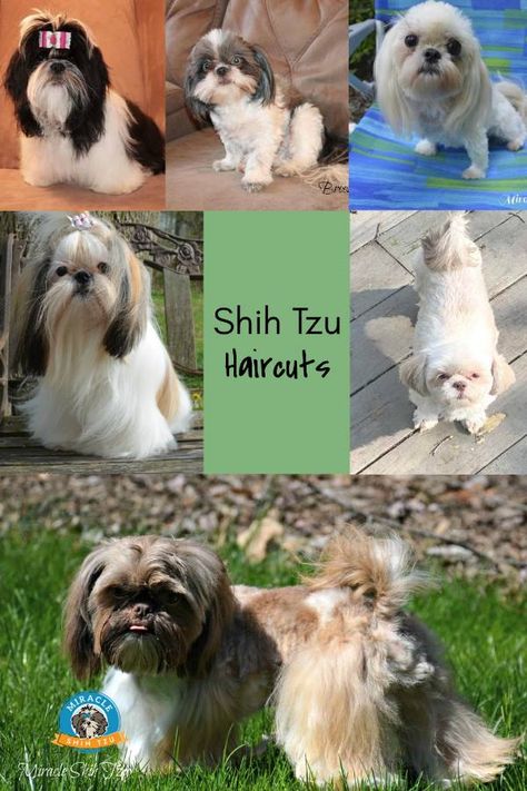 10 Best Shih Tzu Haircuts & Styles in 2022 Female Shih Tzu Haircut, Male Shih Tzu Grooming Styles, Shih Tzu Haircuts Short, Shih Tzu Haircuts Female, Shihtzu Haircut, Grooming Shih Tzu, Shitzu Haircuts, Shih Tzu Grooming Styles, Shih Tzu Long Hair