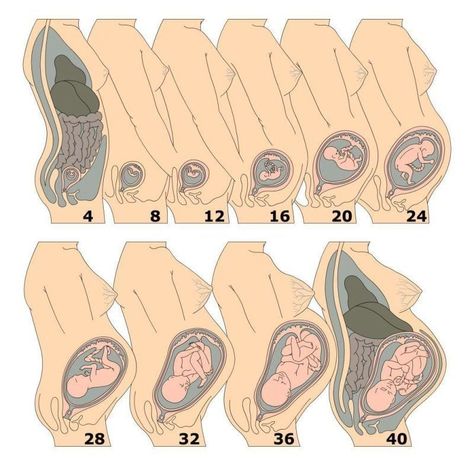 11 Weeks Pregnant Symptoms, Pregnancy Growth Chart, 11 Weeks Pregnant, Baby In Womb, Baby Weeks, Newborn Schedule, Pregnancy Info, Pregnancy Labor, Foto Baby