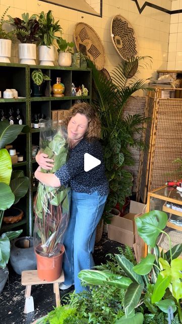 🌿ROOTED: Plants Lifestyle Home🌿 on Instagram: "“Meet Homalomena ‘Maggy’ 🌿, the perfect houseplant for those who love low-maintenance green companions! ✨ With its heart-shaped, glossy leaves and lush appearance, ‘Maggy’ adds a tropical touch to any space. Here’s how to keep it happy:

💧 Water: Keep the soil slightly moist but not soggy. Let the top inch dry out between waterings. 
🌤️ Light: Thrives in bright, indirect light, but can tolerate lower light conditions. 
🌡️ Temperature: Loves warmth and hates to be cold.
🪴 Repotting: Every 2-3 years or when it becomes root-bound. 

Bonus Tip: Keep it away from drafts and cold temperatures for the best results.

Happy growing! 🌱

#HomalomenaMaggy #HouseplantCare #RootedInScotland”" Homalomena Plant, House Plant Care, Cold Temperature, The Soil, Low Maintenance, House Plants, Soil, Lush, Heart Shapes