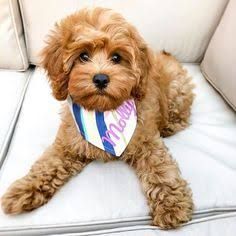 Best Types of Cavapoo Haircuts! (2021) - We Love Doodles Cavapoo Teddy Bear Haircut, Puppy Haircut, Cavapoo Dogs, Cavapoo Puppies For Sale, Puppy Grooming, Puppy Cut, Dog Haircuts, Cavapoo Puppies, Dogs Breeds