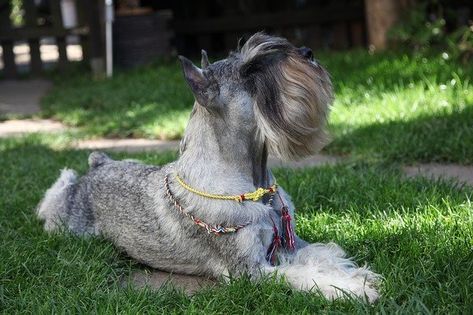 Schnauzer Haircuts, The Best Haircut, Standard Schnauzer, Farm Dogs, Schnauzer Dog, Real Dog, Schnauzer Puppy, Schnauzer Dogs, Dog People