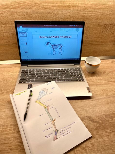 Vet Study Aesthetic, Equine Studies Aesthetic, Vet Surgeon Aesthetic, Veterinarian Student Aesthetic, Vet Doctor Aesthetic, Veterinary Student Aesthetic, Vet Life Aesthetic, Vet Girl Aesthetic, Vet University