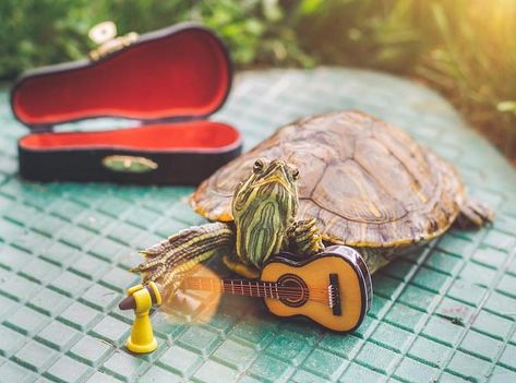 Yellow Belly Turtle, Red Ear Turtle, Kawaii Turtle, Sea Turtle Pictures, Turtle Care, Turtle Images, Tortoise Habitat, Baby Tortoise, Turtles Funny